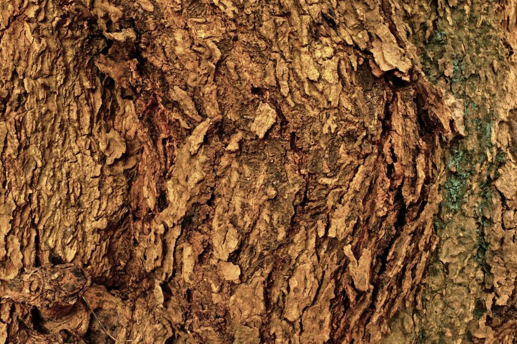 Close-up of warm brown tree bark texture